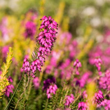 Erica carnea Myreton Ruby - Winterheide