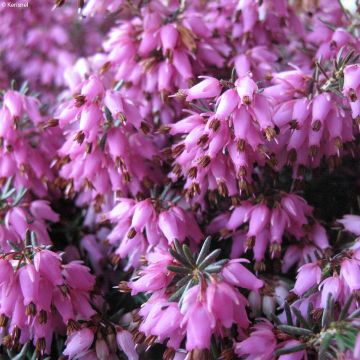 Erica carnea Rosalie - Winterheide