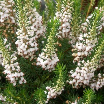 Erica vagans White Rocket - Zwerfheide