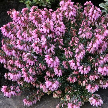 Erica carnea Wintersonne - Winterheide