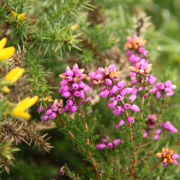 Erica cinerea - Dopheide
