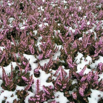 Erica darleyensis Furzey - Winterheide