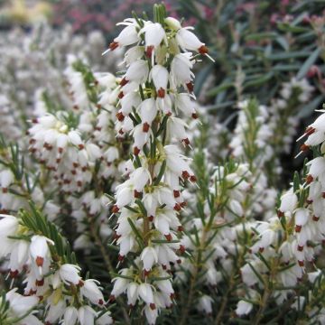 Erica darleyensis White Perfection - Winterheide wit