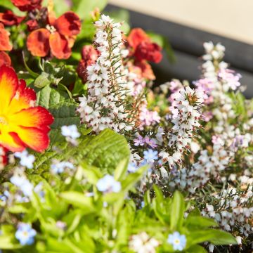 Erica darleyensis White Perfection - Winterheide wit