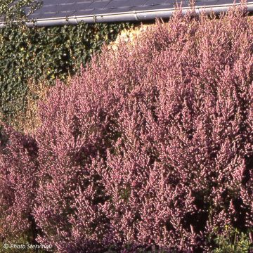 Erica mediterranea - Mediterrane heide