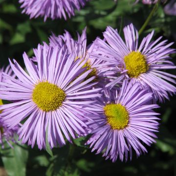 Erigeron speciosus Azure Beauty - Fijnstraal