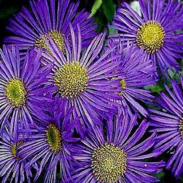 Erigeron Dunkelste Aller - Fijnstraal