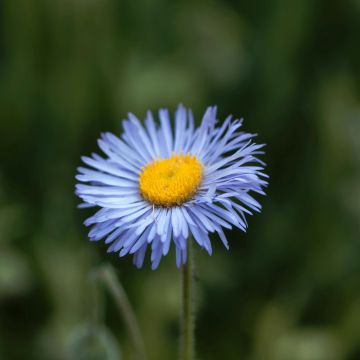 Erigeron Dunkelste Aller - Fijnstraal