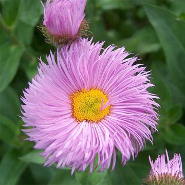 Erigeron Rosa Triumph - Fijnstraal