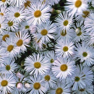 Erigeron speciosus Sommerneuschnee - Fijnstraal