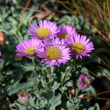 Erigeron glaucus Sea Breeze - Fijnstraal