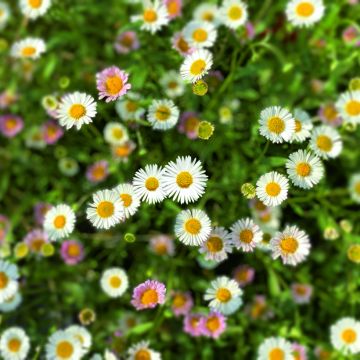 Erigeron karvinskianus Profusion (zaad) - Muurfijnstraal