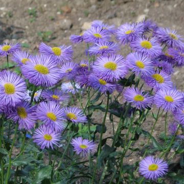 Erigeron speciosus Grandiflorus - Fijnstraal