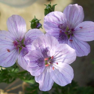 Erodium Spanish Eyes - Reigersbek