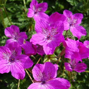 Erodium manescavii - Reigersbek