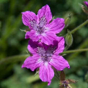 Erodium manescavii - Reigersbek