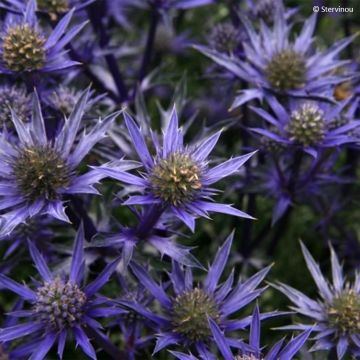 Eryngium bourgatii Picos Amethyst - Kruisdistel