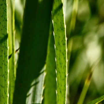 Eryngium pandanifolium - Reuze zeedistel
