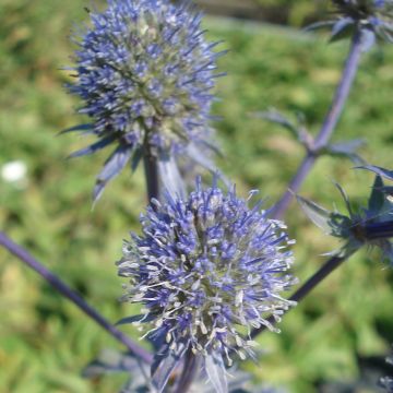 Eryngium planum Blauer Zwerg - Vlakke kruisdistel