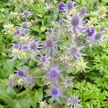 Eryngium planum Blue Hobbit - Vlakke kruisdistel