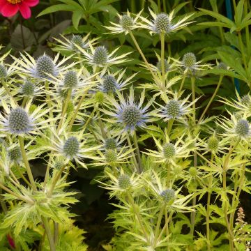 Eryngium planum Neptune's Gold - Vlakke kruisdistel