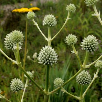 Eryngium serra - Kruisdistel