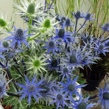 Eryngium zabelii Big Blue - Kruisdistel