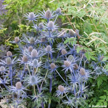 Eryngium Jos Eijking - Kruisdistel