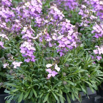 Erysimum Poem Lavender – Muurbloem