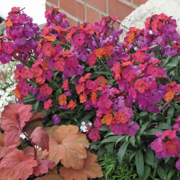 Erysimum Winter Orchid – Muurbloem