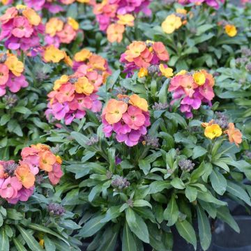 Erysimum Winter Party – Muurbloem