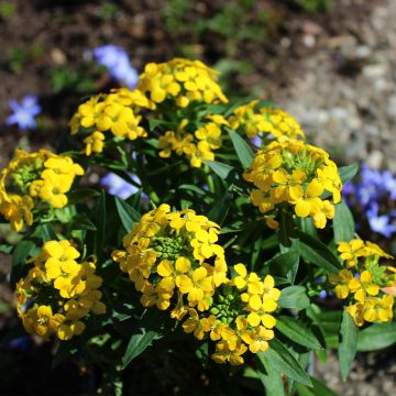 Erysimum alpinum – Steenraket