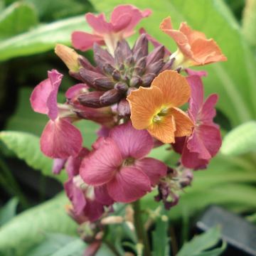 Erysimum Constant Cheer – Muurbloem