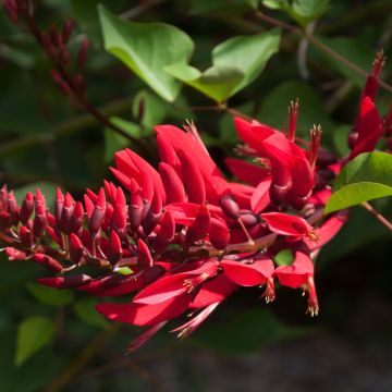 Erythrina bidwillii - Koraalboom