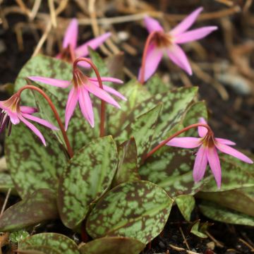 Erythronium dens canis Purple King - Hondstand