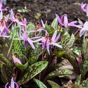 Erythronium dens-canis Roze Queen - Hondstand