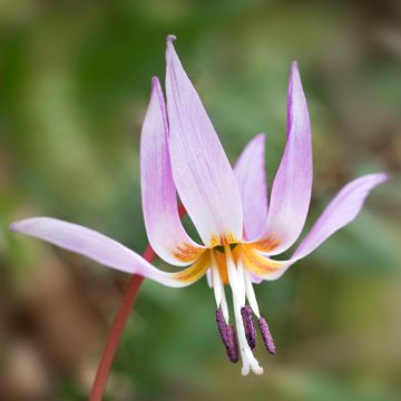 Hondstand - Erythronium dens-canis