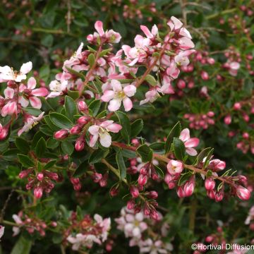 Escallonia Apple Blossom - Escalloniastruik