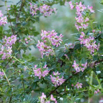 Escallonia Apple Blossom - Escalloniastruik