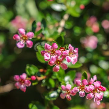 Escallonia Donard Seedling - Escalloniastruik