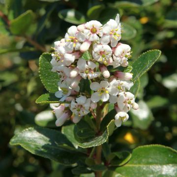 Escallonia Iveyi - Escalloniastruik