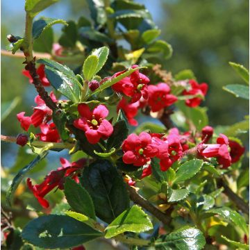 Escallonia compacta Coccinea - Escalloniastruik
