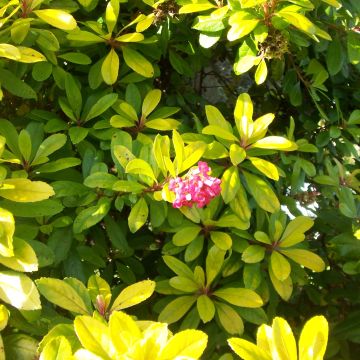 Escallonia laevis Gold Ellen - Escalloniastruik