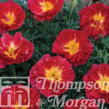 Eschscholzia californica Cherry Swirl (zaad) – Slaapmutsje