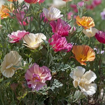 Eschscholzia californica Thai Silk Formula Mixture (zaad) – Slaapmutsje