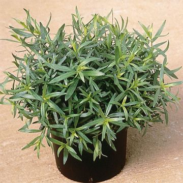 Dragon BIO - Artemisia dracunculus (jonge planten)