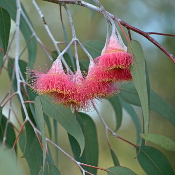Eucalyptus caesia subsp. magna