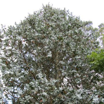 Eucalyptus cordata subsp. quadrangulosa - Gomboom