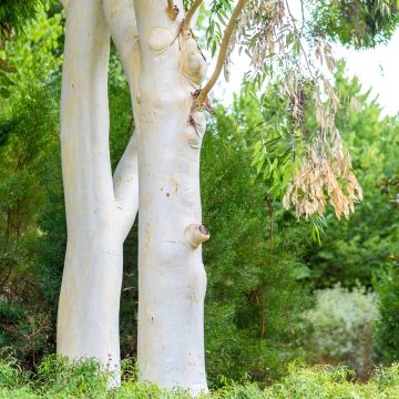Eucalyptus dalrympleana - Gomboom