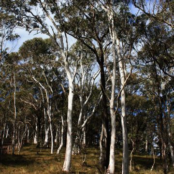 Eucalyptus elliptica - Elliptische gomboom